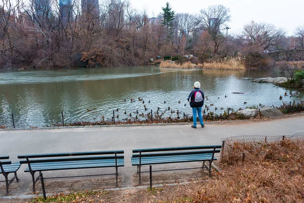 Годування Птахів Ставку Центральному Парку Нью Йорк — стокове фото
