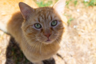 Güneşli bir günde genç bir kedi.