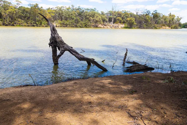 Муррей Рівер Даріоні Nsw Австралія Кордоні Вікторією — стокове фото