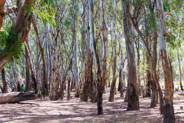 Ліси Березі Річки Мюррей Дарітоні Nsw Австралія Після Пожежі — стокове фото