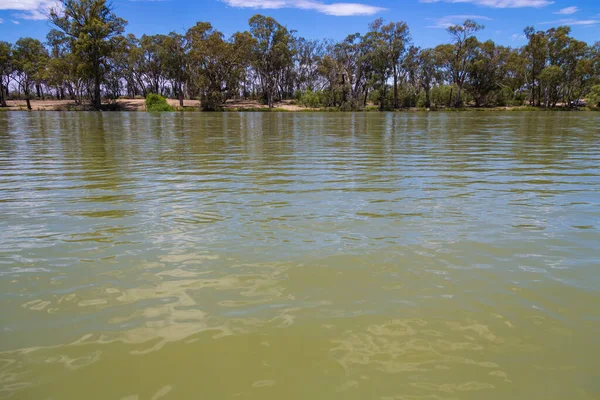 Murray River Curlwaa Nsw Australia Природний Кордон Штатом Вікторія — стокове фото
