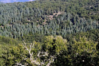 Monte Pisanu Ormanı