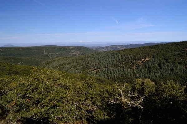 Skogen Monte Pisanu — Stockfoto