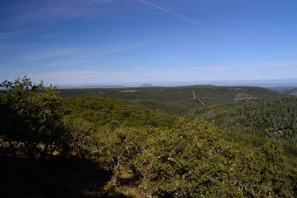 Monte Pisanu Ormanı