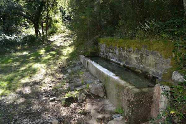 Monte Pisanu ormanında su kaynağı