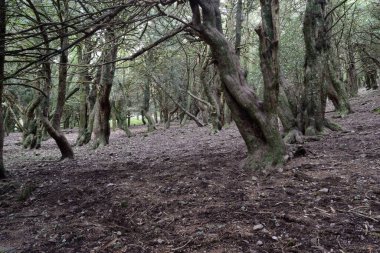 Sos Nibberos Ormanı