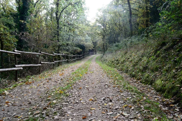 Sos Nibberos Ormanı — Stok fotoğraf