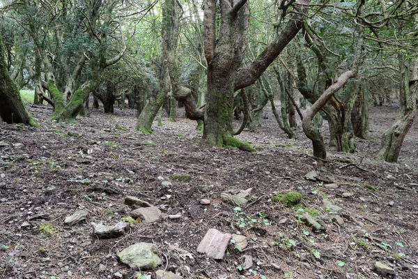 Δάσος Του Sos Nibberos — Φωτογραφία Αρχείου