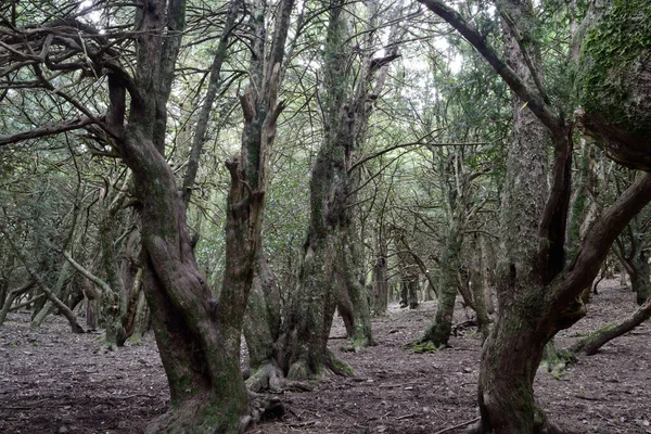 Forêt Sos Nibberos — Photo