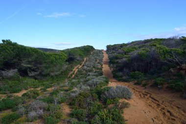 Baratz Gölü 'nün Pinewood manzarası