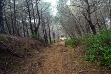 Baratz Gölü 'nün Pinewood manzarası