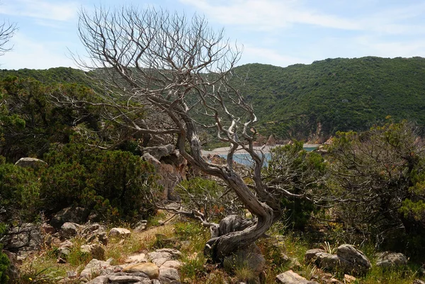 Vista Costa Entre Cossi Cala Tinnari Imagem De Stock