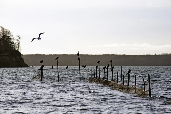 Cormorants and pound net — Stock Photo, Image