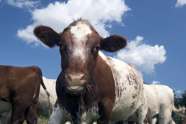 Closeup Cow — Stock Photo, Image