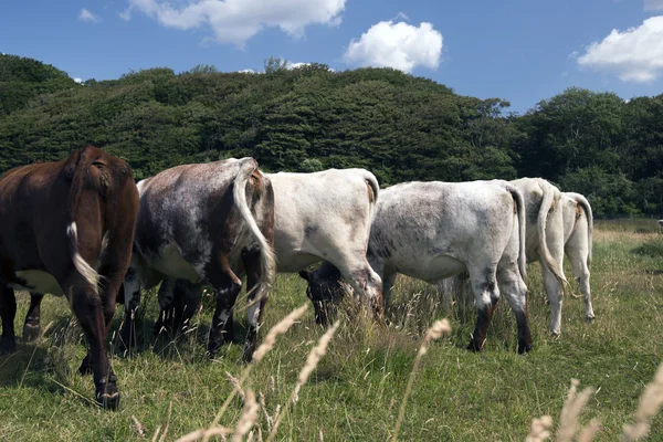 Costas de vacas comedoras — Fotografia de Stock