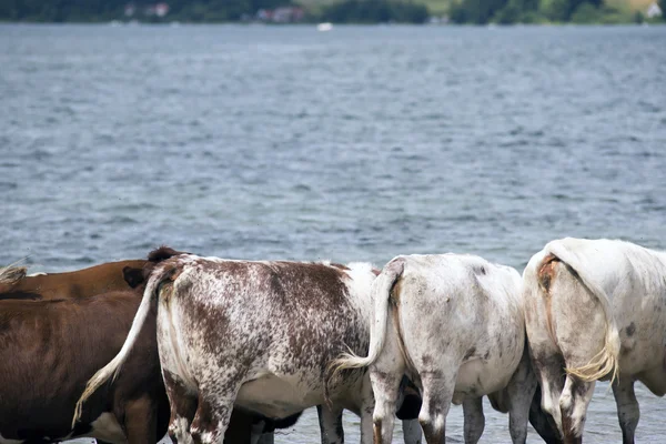 Коровы рядом с морем — стоковое фото