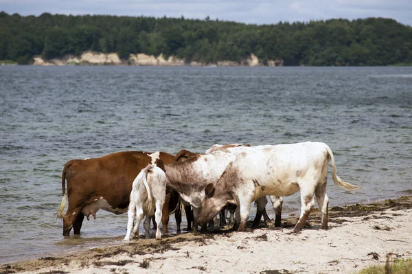 Vacas na praia — Fotografia de Stock