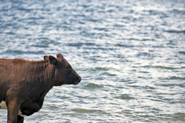 Mucca che guarda il mare — Foto Stock