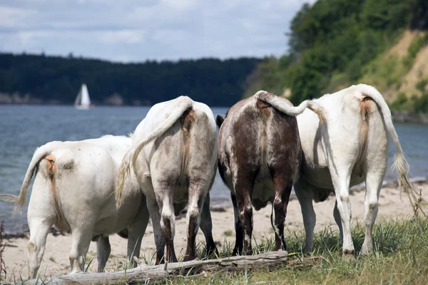 Tehenek a strandon — Stock Fotó