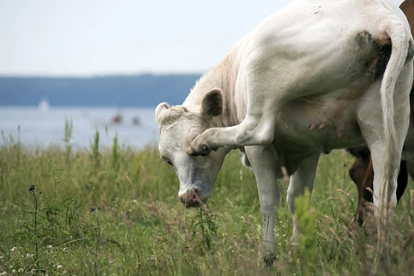 La mucca rimuove le mosche — Foto Stock