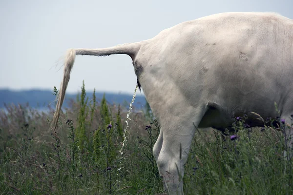 Cow peeing — Stock Photo, Image