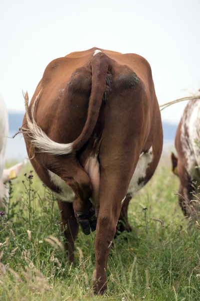 Rückenteil einer Kuh Stockbild