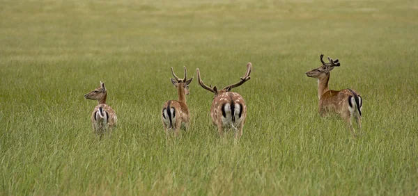 Rehe im hohen Gras — Stockfoto