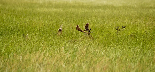 Hirschversteck — Stockfoto