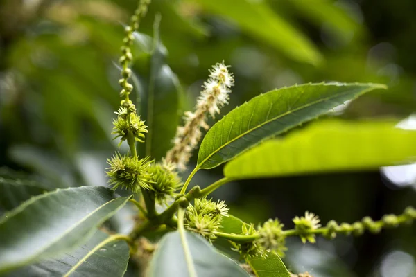 Sladký kaštan (Castanea sativa) — Stock fotografie