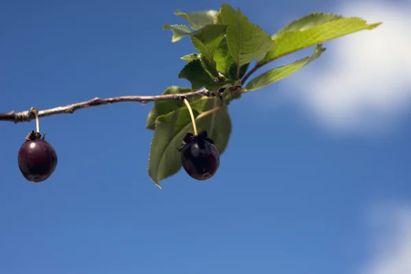 Céu cereja azul — Fotografia de Stock