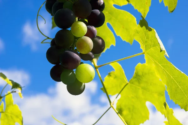 Błękitne niebo winogron — Zdjęcie stockowe