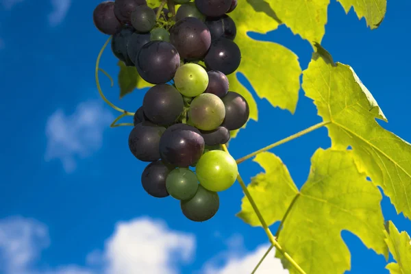 Fecho das uvas — Fotografia de Stock