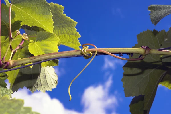 Tendril de planta de vinho — Fotografia de Stock