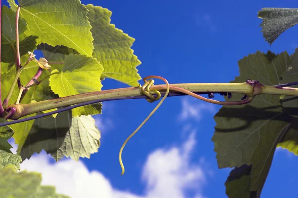 Wijn plant Rank — Stockfoto