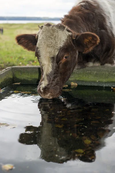 Trinkwasser für Kuh — Stockfoto