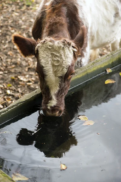 Drinking trough and cow — Stock Photo, Image