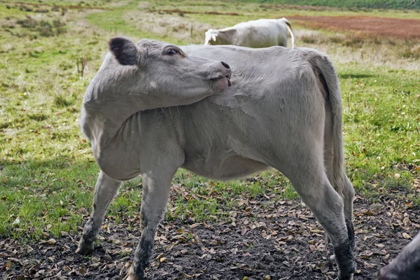 Closeup White Calf — Stock Photo, Image