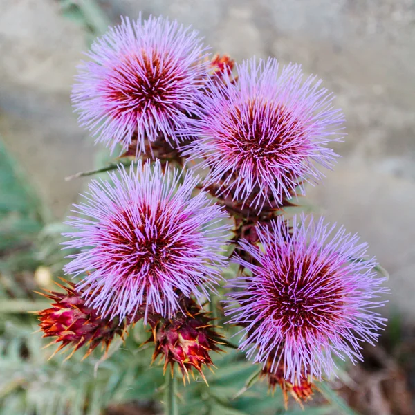 Milk Thistle growing in the Crimea — Stock Photo, Image