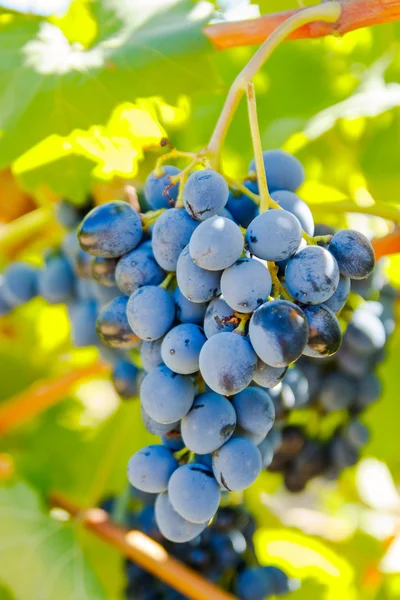 Purpurrote Trauben mit grünen Blättern an der Rebe — Stockfoto