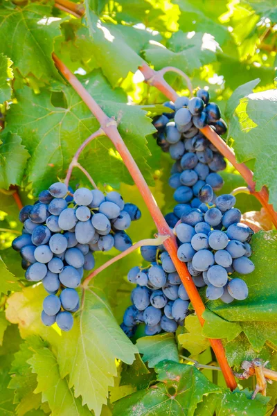 Uvas vermelhas roxas com folhas verdes na videira — Fotografia de Stock