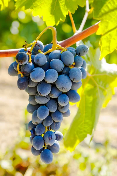 Lila piros szőlő, a szőlő, zöld levelekkel — Stock Fotó