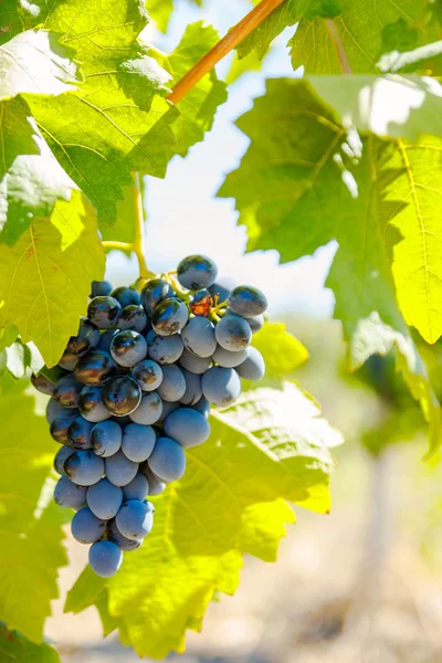 Purple red grapes with green leaves on the vine — Stock Photo, Image