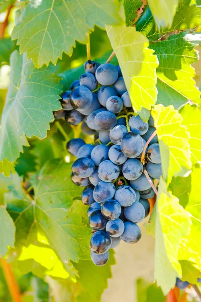 Purpurrote Trauben mit grünen Blättern an der Rebe — Stockfoto