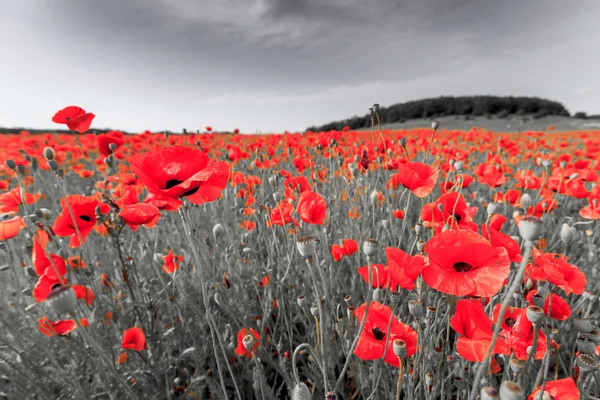 Image en noir et blanc avec des coquelicots rouges . — Photo