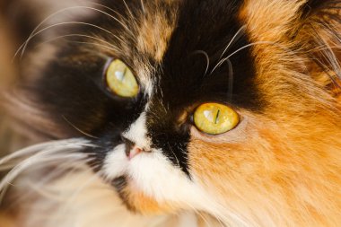 Güzel Farsça kedi yakın çekim. 
