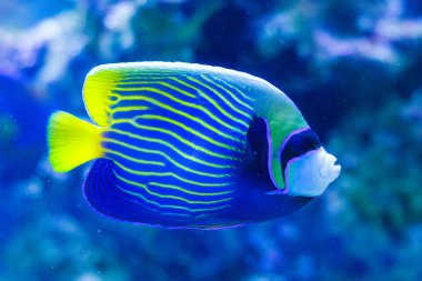 sevimli balık bir akvaryum