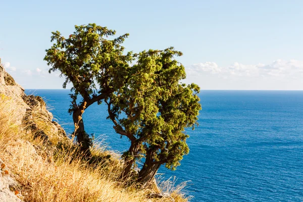 Juniper tree på rock vid havet — Stockfoto