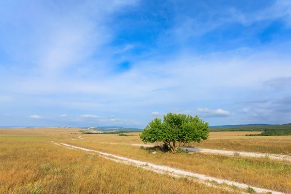 Beautiful landscape and lone tree — Stock Photo, Image