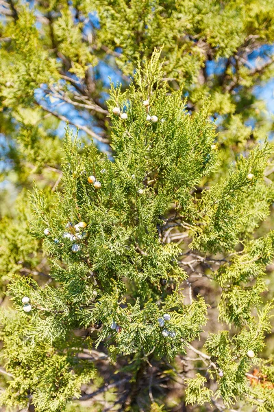 Juniper med bär — Stockfoto