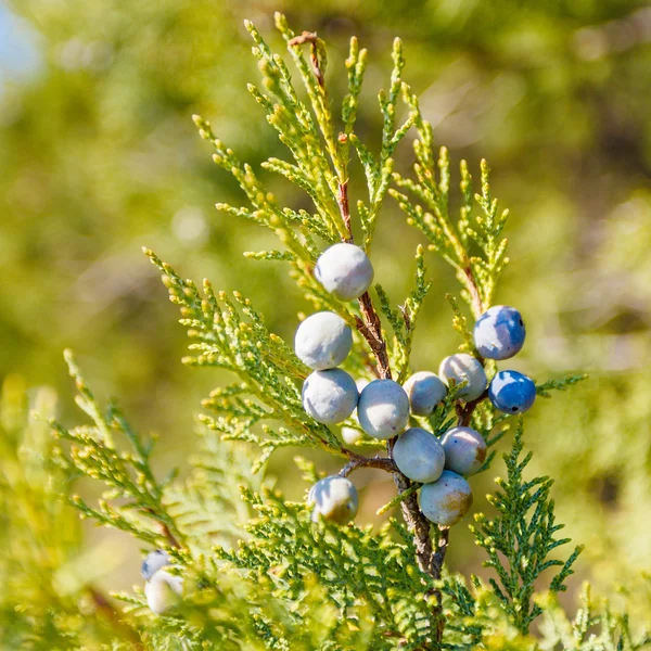 Ardıç meyveleri ile